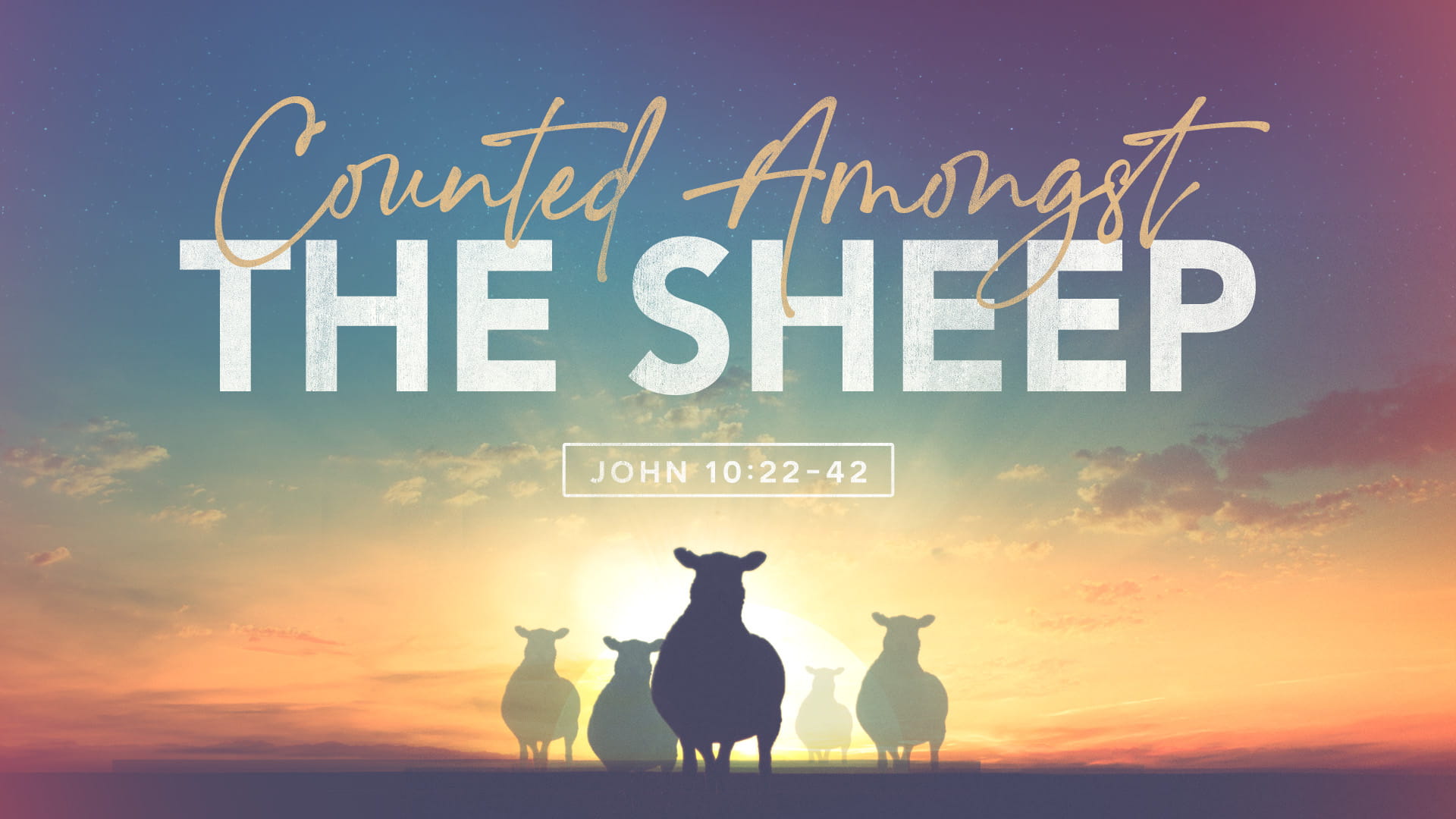 Counted Amongst the Sheep